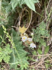 Holocheilus brasiliensis