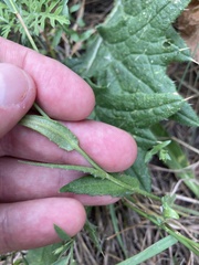 Holocheilus brasiliensis