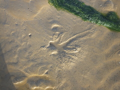 Charadriiformes