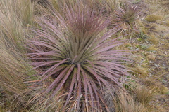 Puya