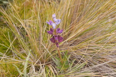 Lupinus pubescens