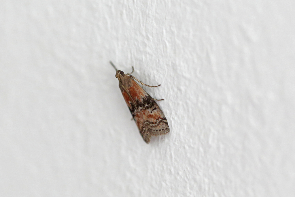 Beautiful Knot-horn