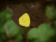 Eurema andersoni