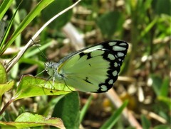 Belenois creona severina