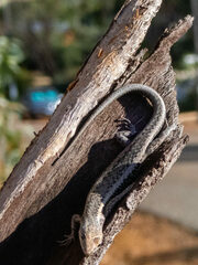 Cryptoblepharus buchananii