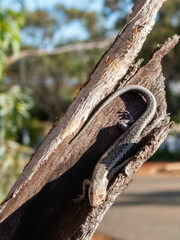 Cryptoblepharus buchananii