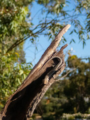 Cryptoblepharus buchananii