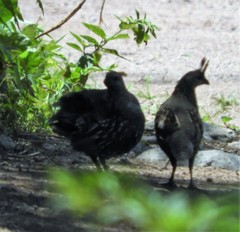 Callipepla douglasii