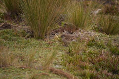 Cinclodes albidiventris