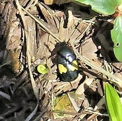 Pedinorrhina trivittata