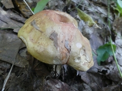 Boletus chippewaensis