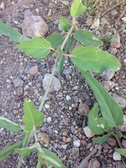 Boerhavia xantii