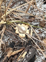 Astraeus hygrometricus