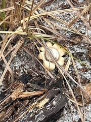 Astraeus hygrometricus