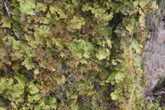 Lobariaceae