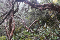Polylepis