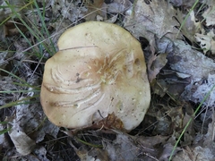 Boletus chippewaensis