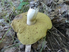 Boletus chippewaensis