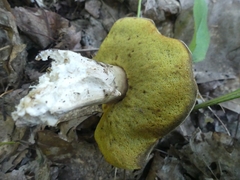 Boletus chippewaensis