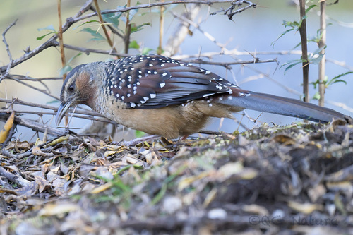 Giant Laughingthrush (Ianthocincla maxima), photo 4