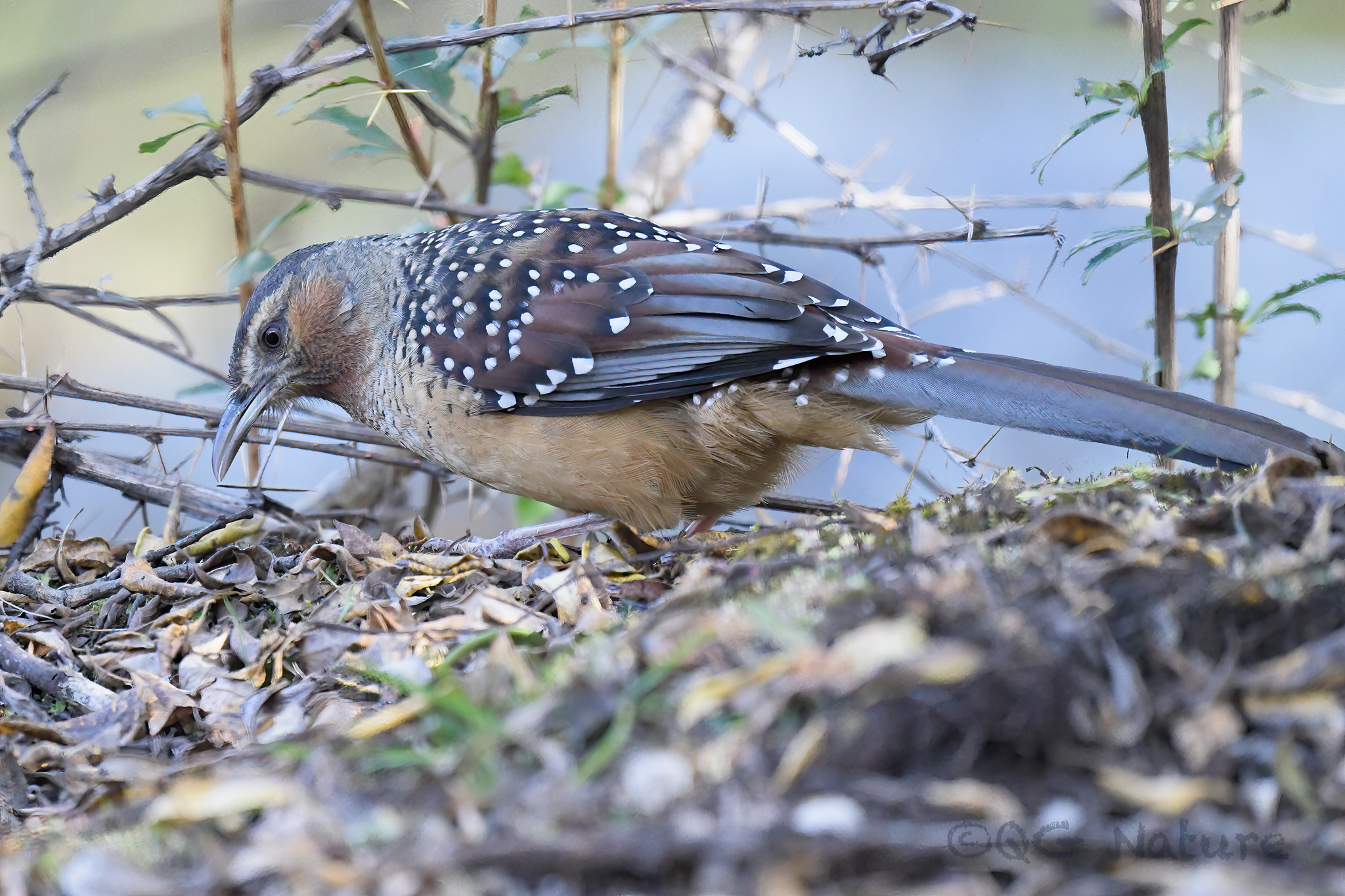 Giant Laughingthrush
