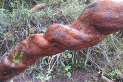 Polylepis