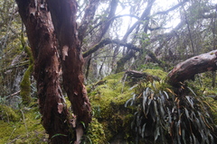 Polylepis