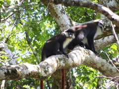 Cercopithecus ascanius schmidti