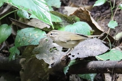 Phylloscopus schwarzi