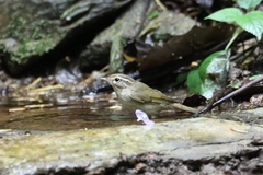Phylloscopus schwarzi