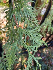 Thuja