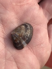 Donacidae