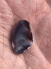 Donacidae