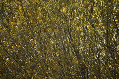 Phylloscopus collybita collybita