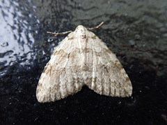 Epirrita dilutata