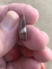 Donacidae