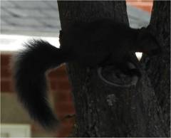 Sciurus carolinensis