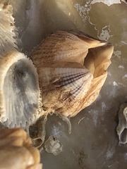 Amphibalanus amphitrite