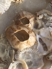 Amphibalanus amphitrite