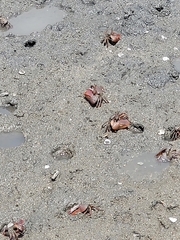 Uca maracoani