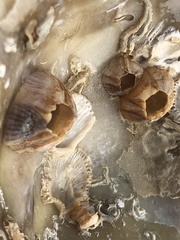 Amphibalanus amphitrite