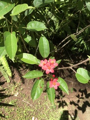 Jatropha integerrima