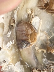 Amphibalanus amphitrite