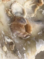 Amphibalanus amphitrite