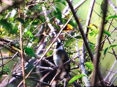 Pycnonotus sinensis formosae