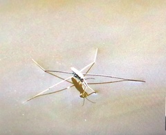 Aquarius paludum paludum