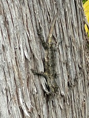 Sceloporus