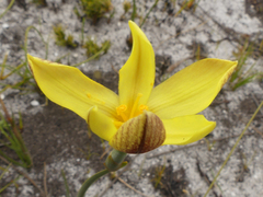 Bobartia filiformis