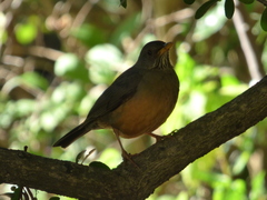 Turdus olivaceus olivaceus