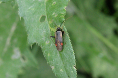 Adelphocoris seticornis